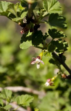 çiçekler Bektaşi yakın çekim, görünür stamens ve pistils, sığ derinlik-in tarla, Güney Urallar
