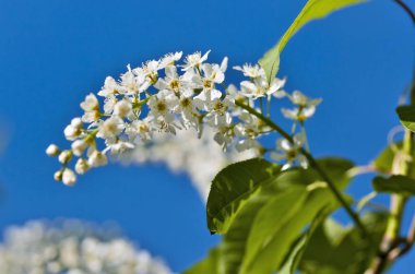 Mavi bahar gökyüzü arka plan üzerinde kuş kiraz çiçeklenme