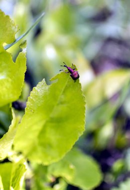 böceği weevil üzerindeki yaprak, haşere ile Latince Adı Curculionidae