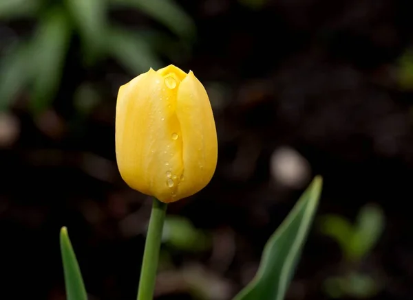 Tulipán amarillo con gotas de lluvia, macro — Foto de Stock