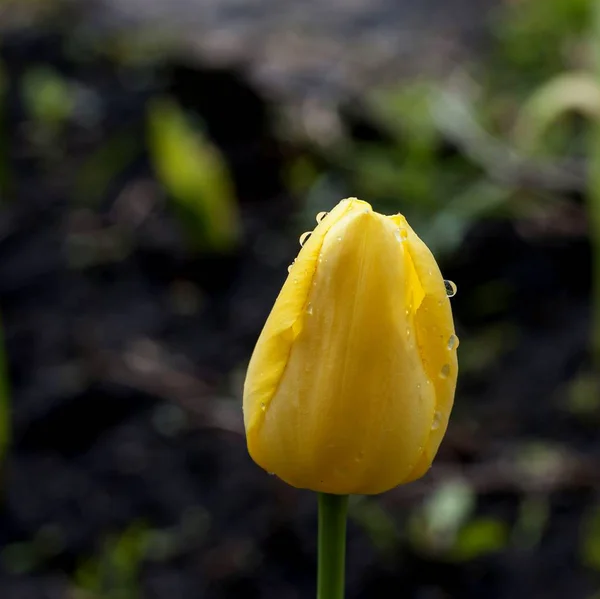 Tulipe jaune avec gouttes de pluie, macro — Photo