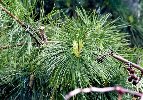 Cedar Tak Close Met Jonge Scheuten Cedar Wordt Beschouwd Als — Stockfoto