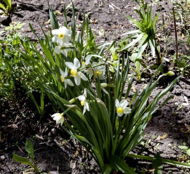 Bahçede bahar güneşiyle yanan narsisli çiçekler.