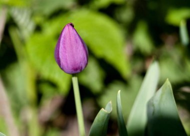 Mor Lale tomurcuğu henüz üzerinde doğal arka plan bulanık çiçek var değil