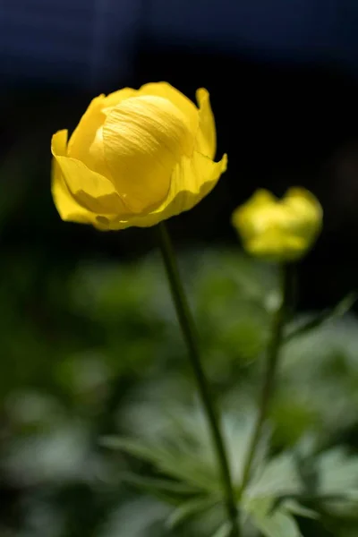 Flor Floresta Amarela Com Nome Latino Trollius Planta Está Listada — Fotografia de Stock