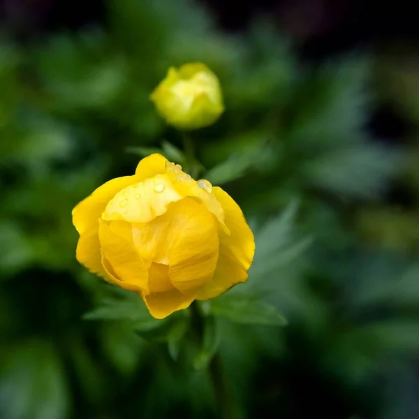 Flor Floresta Amarela Com Nome Latino Trollius Planta Está Listada — Fotografia de Stock