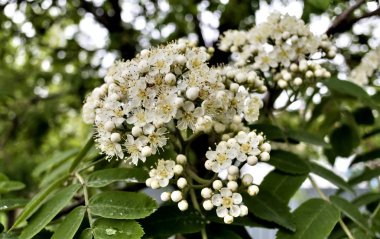 çiçekli önümüzdeki dağ kül, yakın - kadar bulanık doğa arka plan üzerinde