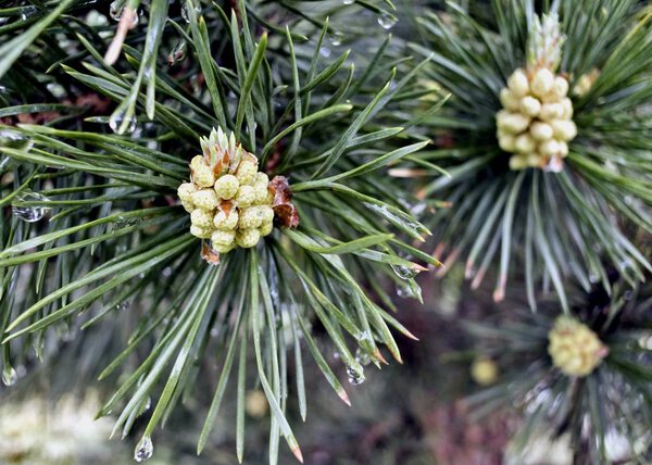 young pine shoots on blurred nature background