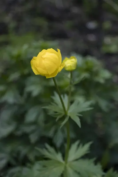 Gelbe Waldblume Mit Dem Lateinischen Namen Trollius Die Pflanze Ist — Stockfoto