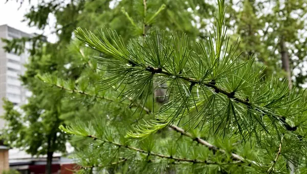 Гілка Модрини Молодими Пагонами Краплі Дощу Голках Крупним Планом — стокове фото