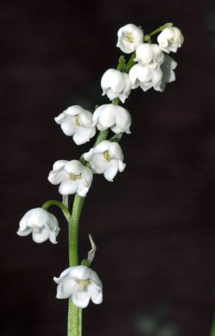 çiçekli Lily vadi koyu arka plan üzerinde Şubesi