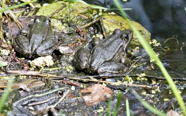 Ranas disfrutan del sol cerca del estanque — Foto de Stock