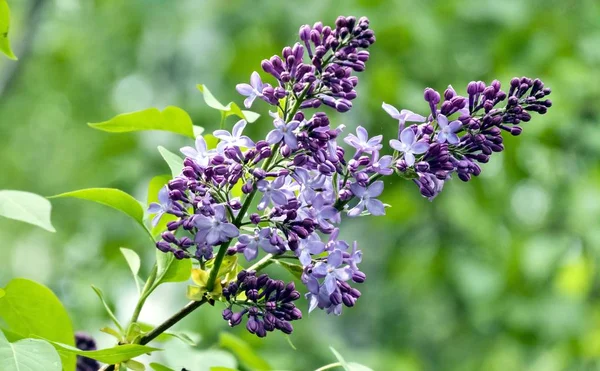 çiçekler, doğal yeşil arka plan bulanık ile çiçeklenme leylak dalı