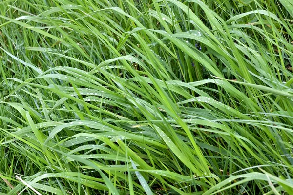 Zelená tráva je solidní koberec s kapkami deště v časných ranních hodinách — Stock fotografie