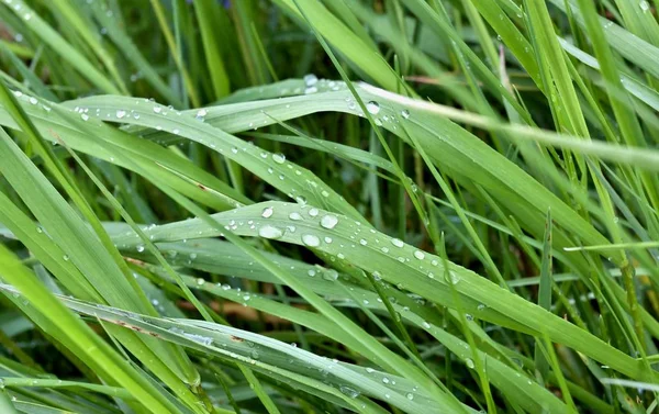Zelená tráva je solidní koberec s kapkami deště v časných ranních hodinách — Stock fotografie