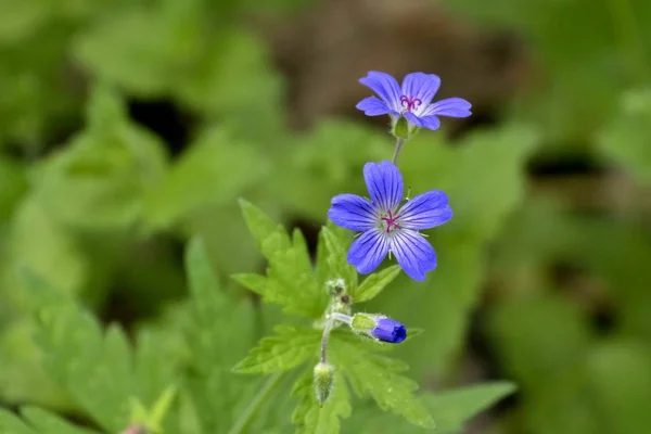 Kleine Blauwe Bos Bloemen Achtergrond Van Bos Groen Gras — Stockfoto