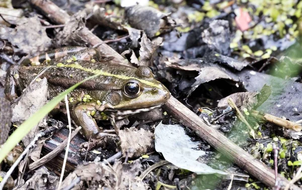 portrait of a frog on the shore of the pond, the frog looks at the photographer