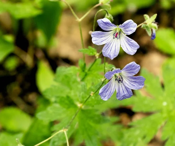 Kleine Blauwe Bos Bloemen Achtergrond Van Bos Groen Gras — Stockfoto