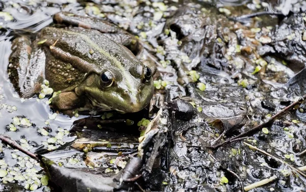 portrait of a frog on the shore of the pond, the frog looks at the photographer