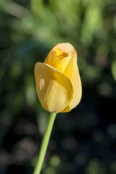 Tulipe Jaune Illuminée Par Soleil Soir Mise Point Douce — Photo