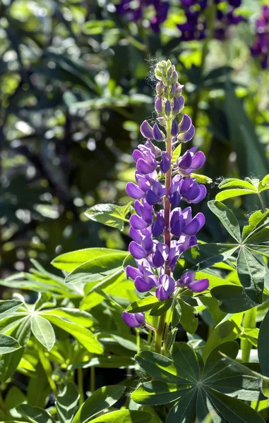 Roxo Lupin Floresce Fundo Natureza Turva Luz Contador — Fotografia de Stock