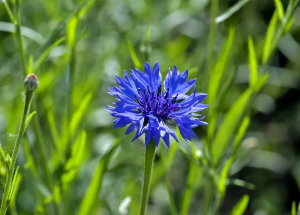 Azul Cornflower Floresceu Sobre Desfocado Verde Natureza Fundo — Fotografia de Stock