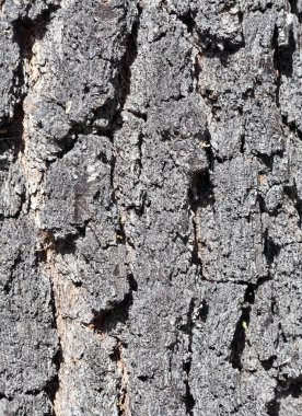 doku siyah huş ağacı kabuğu kırık, huş ağacı göl kıyısında yetişen