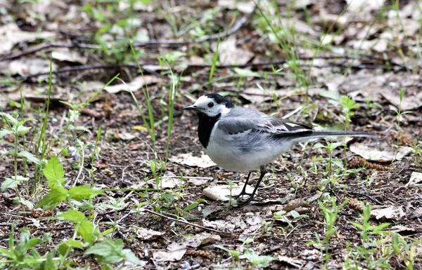 Bachstelze Sitzt Auf Dem Boden Grünen Gras — Stockfoto