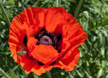 parlak kırmızı haşhaş çiçek