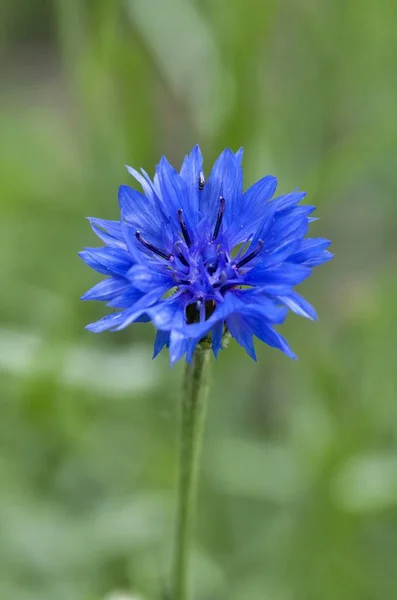 Blue cornflower blossomed — Stock Photo, Image