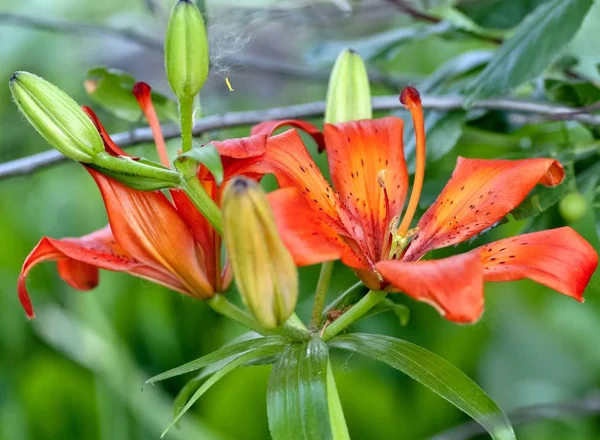 Turuncu tiger lily çiçek — Stok fotoğraf