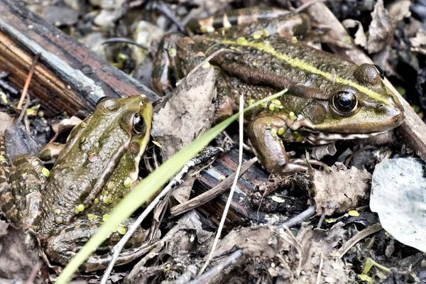 池のカエルの肖像画 — ストック写真