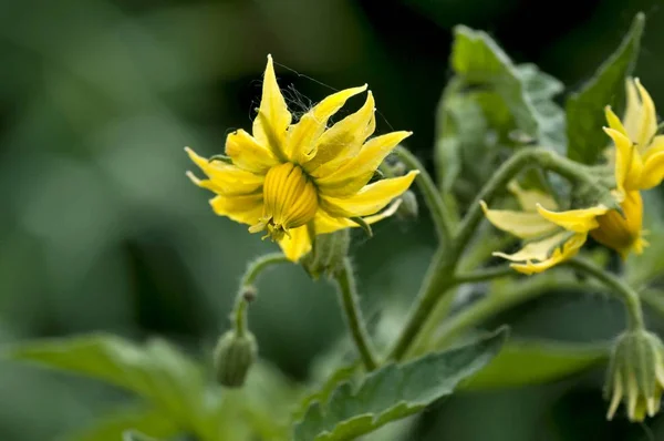 Floración Tomate Aire Libre — Foto de Stock