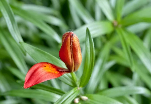 Florescendo Bud Tigre Lily Uma Pétala Apareceu — Fotografia de Stock