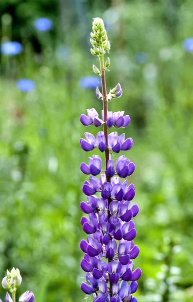Lupin Púrpura Florece Sobre Fondo Naturaleza Borrosa Contraluz —  Fotos de Stock