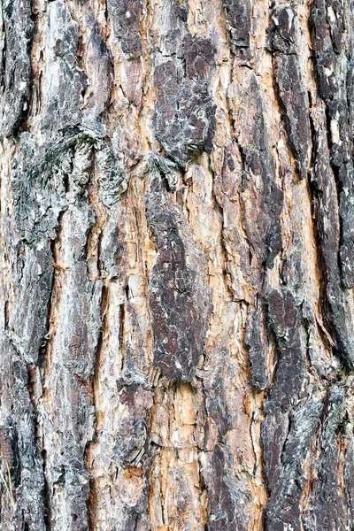 Structuur Van Schors Van Pijnboom Romp Verlicht Door Zon — Stockfoto