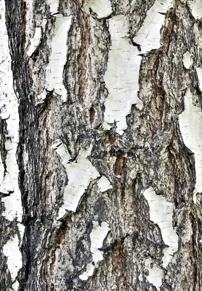 Güneş Tarafından Aydınlatılmış Huş Ağacı Kabuğu Dokusu — Stok fotoğraf