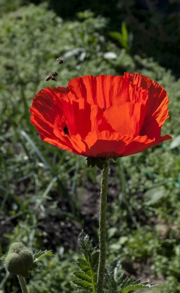 Flor Amapola Color Rojo Brillante Sobre Fondo Vegetación Natural — Foto de Stock