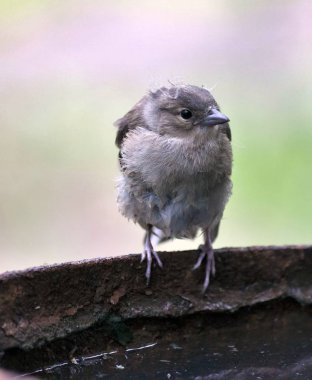 İspinoz piliç su varil doğal arka plan bulanık karşı kenarına oturur