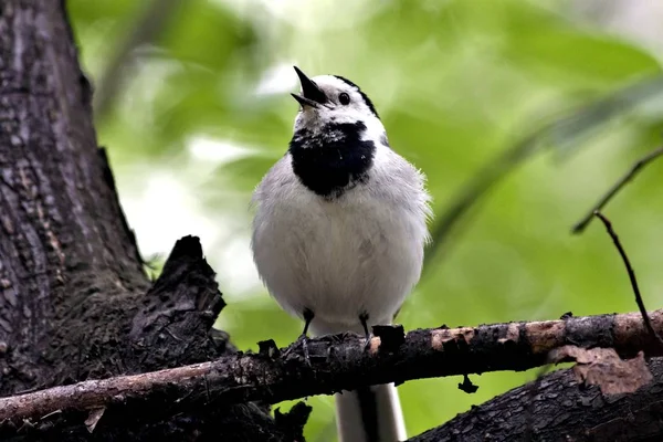 Wagtail Assis Sur Une Branche Ouvre Son Bec Chantant Chanson — Photo