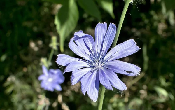 Modré čekanky květ — Stock fotografie