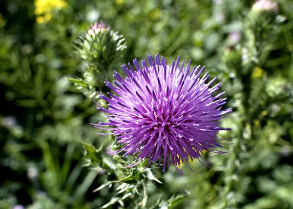 Bel cardo fiorito — Foto Stock