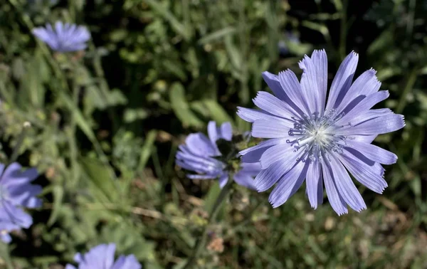 Blå cikoria blomma — Stockfoto