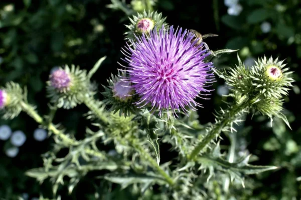 Fioriture Bel Cardo Viola Piena Luce Del Sole — Foto Stock