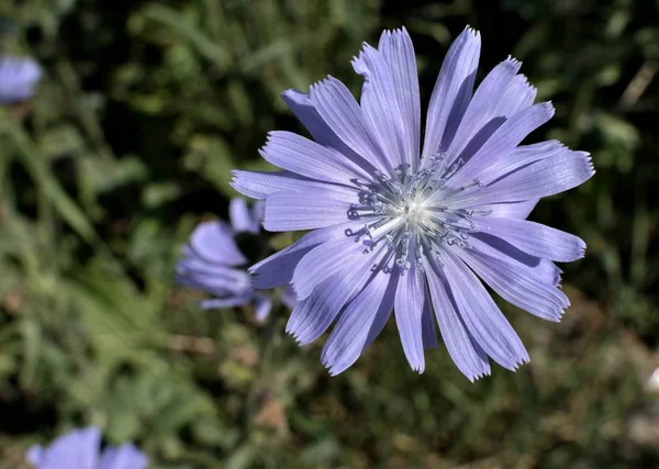 blue flower of chicory in the light of the morning sun