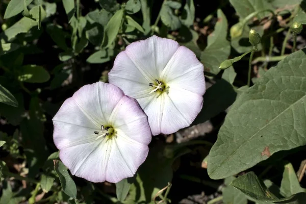 Flores Erva Daninha Uma Planta Com Nome Latino Convolvulus Erva — Fotografia de Stock