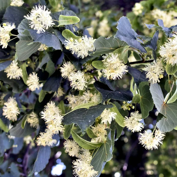 Fiori Del Tiglio Messa Fuoco Morbida — Foto Stock