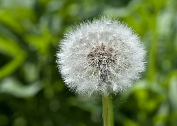 Flauschiger Frisch Reifer Löwenzahn Auf Verschwommenem Grünen Naturhintergrund — Stockfoto