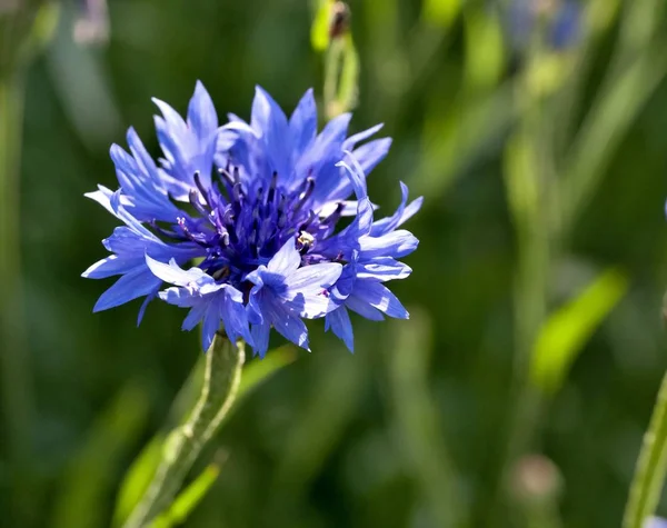 Azul Cornflower Floresceu Sobre Desfocado Verde Natureza Fundo — Fotografia de Stock