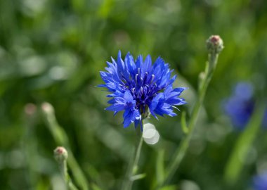 bulanık yeşil doğa zemin üzerine mavi peygamber çiçeği çiçek